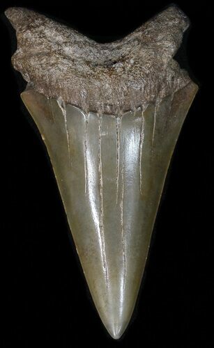 Huge Fossil Mako Shark Tooth - Georgia #42272